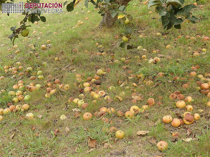 Manzano - Apple tree - Maceira >> Mazas do solo son fonte de contaminacion e risco na colleita.jpg
